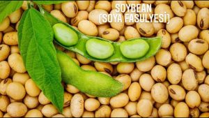 Soya Fasulyesi