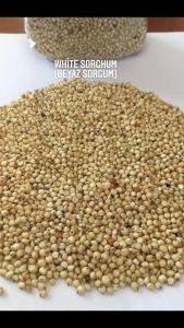 Beyaz Sorgum