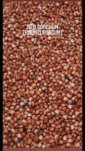 Kırmızı Sorgum
