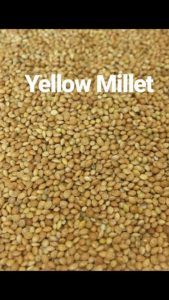 Yellow Millet
